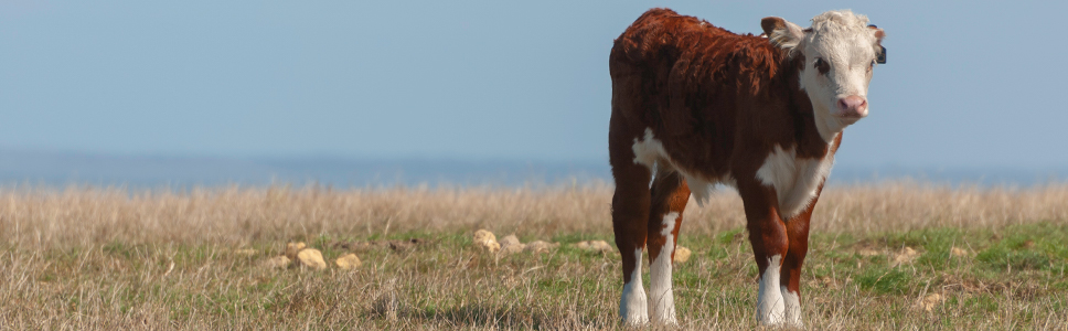 Zu Ihrer Information: